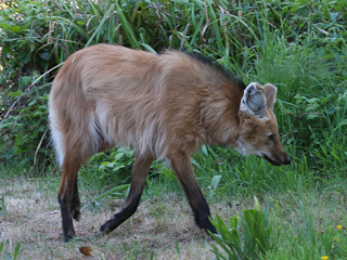 Maned Wolf seen at Don Luis